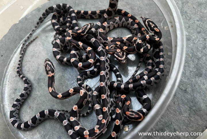 Okeetee Corn Snakes